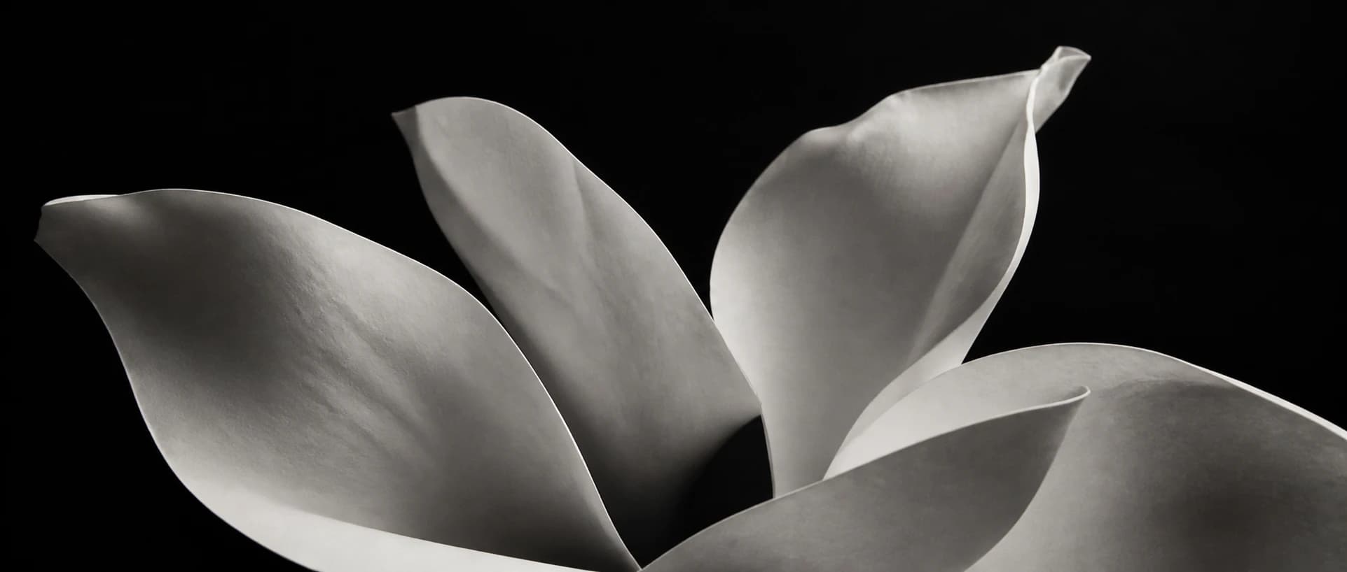 Abstract black and white lily formed from sweeping sculptural petals